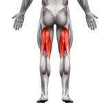Muscles masculins de tendons - muscle d'anatomie d'isolement sur le blanc - 3D illustration de vecteur Muscles masculins de tendons - muscle d'anatomie d'isolement sur le blanc - 3D illustration de vecteur