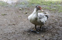 Muscovy Is A Large Duck The Nose Is Red Meat Stock Photo Image Of Plumage Standing 123644116