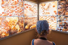 Museo dell'ape nel villaggio di Pastida La Grecia 30/05/2018 6 anni della ragazza sta imparando circa vita segreta delle api Isol fotografia stock libera da diritti Museo dell'ape nel villaggio di Pastida La Grecia 30/05/2018 6 anni della ragazza sta imparando circa vita segreta delle api Isol fotografia stock libera da diritti