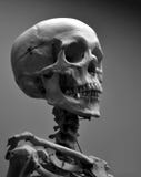Museum Quality Human Skull Skeleton