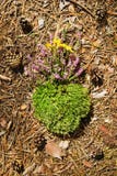 Musgo seco verde com as flores roxas e amarelas selvagens em uma maca da floresta das agulhas e dos cones Fotografia de Stock Musgo seco verde com as flores roxas e amarelas selvagens em uma maca da floresta das agulhas e dos cones Fotografia de Stock