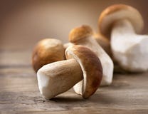 Mushroom Boletus