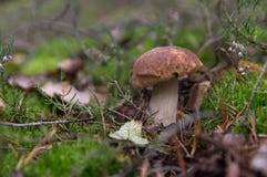 Mushroom boletus, porcini, in moss, side view. royalty free stock photos Mushroom boletus, porcini, in moss, side view. royalty free stock photos