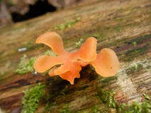 Mushroom on a dead tree in rainforest. royalty free stock images Mushroom on a dead tree in rainforest. royalty free stock images