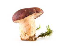 Mushroom Isolated Royalty Free Stock Photo