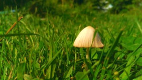 Mushroom in the meadow. stock image Mushroom in the meadow. stock image