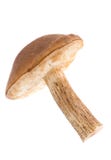 Mushroom On Isolated Royalty Free Stock Photo