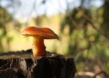 Mushroom On Stump In Forest Royalty Free Stock Image