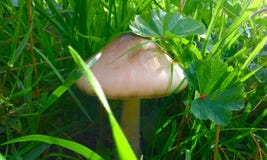 Mushroom among the plants stock images Mushroom among the plants stock images