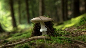 Mushroom season in Europe. stock images Mushroom season in Europe. stock images