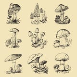 Mushroom set hand drawn engraved. vintage organic vegetarian food. champignon, chanterelles, honey fungus, fly agaric royalty free illustration Mushroom set hand drawn engraved. vintage organic vegetarian food. champignon, chanterelles, honey fungus, fly agaric royalty free illustration
