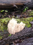 Mushrooms in the forest. royalty free stock photo Mushrooms in the forest. royalty free stock photo
