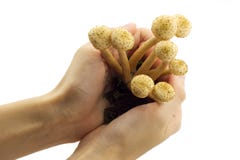 Mushrooms Growing In Hands Royalty Free Stock Photos