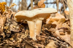Mushrooms among the leaves of autumn forest royalty free stock photos Mushrooms among the leaves of autumn forest royalty free stock photos