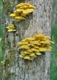 Mushrooms On Tree 9 Royalty Free Stock Image