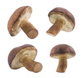 Mushrooms With Clipping Path Royalty Free Stock Image
