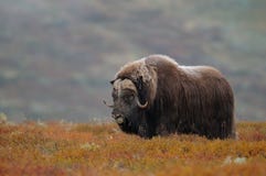 Musk ox bull in autumn landscape Royalty Free Stock Photos Musk ox bull in autumn landscape Royalty Free Stock Photos