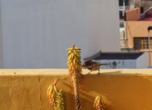 Musmannetje die in mijn terras eten royalty-vrije stock fotografie Musmannetje die in mijn terras eten royalty-vrije stock fotografie
