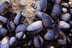 Mussels Closeup Royalty Free Stock Photo