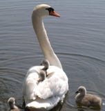 Mute Swan And Cygnets Stock Photo