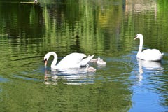 Mute Swan family swimming on the pond. royalty free stock photo Mute Swan family swimming on the pond. royalty free stock photo