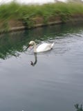 Mute Swan looking for fish stock photo Mute Swan looking for fish stock photo