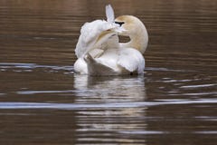 A mute swan preening royalty free stock images A mute swan preening royalty free stock images