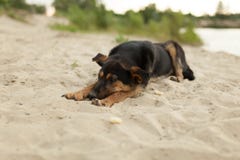 Mutt szczeniak kłaść na piasku przy psią plażą zdjęcia royalty free Mutt szczeniak kłaść na piasku przy psią plażą zdjęcia royalty free
