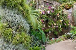 Muur van Orchideeën royalty-vrije stock afbeeldingen Muur van Orchideeën royalty-vrije stock afbeeldingen
