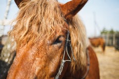 Muzzle of red curly horse close up. Horse eyes stock photo Muzzle of red curly horse close up. Horse eyes stock photo