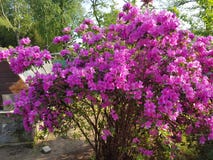 My home in pombia flowers royalty free stock photos My home in pombia flowers royalty free stock photos