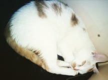 my little cat royalty free stock photography my little cat royalty free stock photography