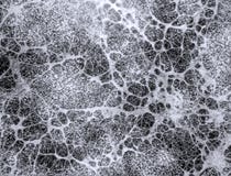 Free Mycelium Fungus Royalty Free Stock Photography - 102397607