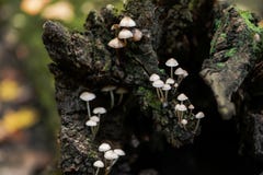 Mycena, poisonous fungi, small saprotrophic mushrooms on dead tree in forest royalty free stock photo Mycena, poisonous fungi, small saprotrophic mushrooms on dead tree in forest royalty free stock photo