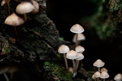 Mycena, poisonous fungi, small saprotrophic mushrooms on dead tree in forest royalty free stock photo Mycena, poisonous fungi, small saprotrophic mushrooms on dead tree in forest royalty free stock photo