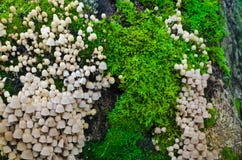 Mycket Coprinellus disseminatus på en gammal stubbe som är dold med saftig förkylninggräsplanmossa med färgrika groddar fotografering för bildbyråer Mycket Coprinellus disseminatus på en gammal stubbe som är dold med saftig förkylninggräsplanmossa med färgrika groddar fotografering för bildbyråer