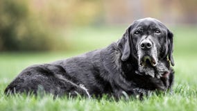 Mycket gammal svart labrador som ligger på gräset som ser kameran royaltyfri foto Mycket gammal svart labrador som ligger på gräset som ser kameran royaltyfri foto