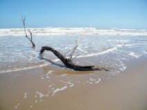 Myjący woon na plaży Obraz Stock