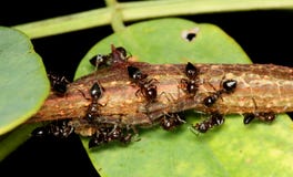 myraaphids royaltyfria bilder myraaphids royaltyfria bilder
