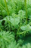 Myriophyllum spicatum/aquaticum in een vijver royalty-vrije stock foto's Myriophyllum spicatum/aquaticum in een vijver royalty-vrije stock foto's