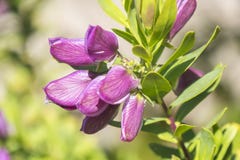 Myrtifolia della polygala, Polygalaceae fotografia stock Myrtifolia della polygala, Polygalaceae fotografia stock