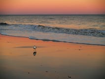 Myrtle Beach Pink Sunset Royalty-vrije Stock Afbeelding Myrtle Beach Pink Sunset Royalty-vrije Stock Afbeelding