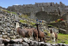Machu Picchu, Incnca ruins in the Peruvian Andes royalty free stock photos Machu Picchu, Incnca ruins in the Peruvian Andes royalty free stock photos