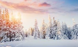 Mysterious Winter Landscape Majestic Mountains In Winter. Magical Winter Snow Covered Tree. Dramatic Scene. Carpathian Stock Image Mysterious Winter Landscape Majestic Mountains In Winter. Magical Winter Snow Covered Tree. Dramatic Scene. Carpathian Stock Image