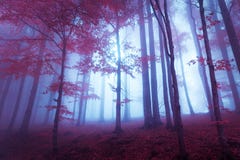Mystic forest with red leaves and bluish atmosphere royalty free stock photos Mystic forest with red leaves and bluish atmosphere royalty free stock photos