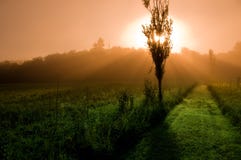 Mystical Morning Mystical Morning