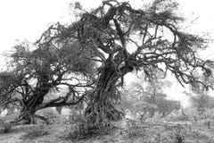 Mystische Schwarzweiss-Bäume lizenzfreie stockfotos Mystische Schwarzweiss-Bäume lizenzfreie stockfotos