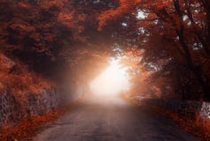 Mystischer Herbstwald mit Straße im Nebel lizenzfreie stockfotografie Mystischer Herbstwald mit Straße im Nebel lizenzfreie stockfotografie