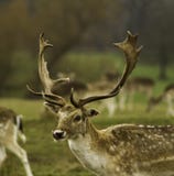 Mâle de cerfs communs affrichés avec le parc Shropshire d'Attingham d'andouillers photographie stock Mâle de cerfs communs affrichés avec le parc Shropshire d'Attingham d'andouillers photographie stock