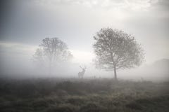 Mâle de cerfs communs rouges dans le paysage brumeux atmosphérique d'automne images libres de droits Mâle de cerfs communs rouges dans le paysage brumeux atmosphérique d'automne images libres de droits